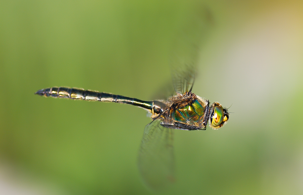 Libelle im Flug