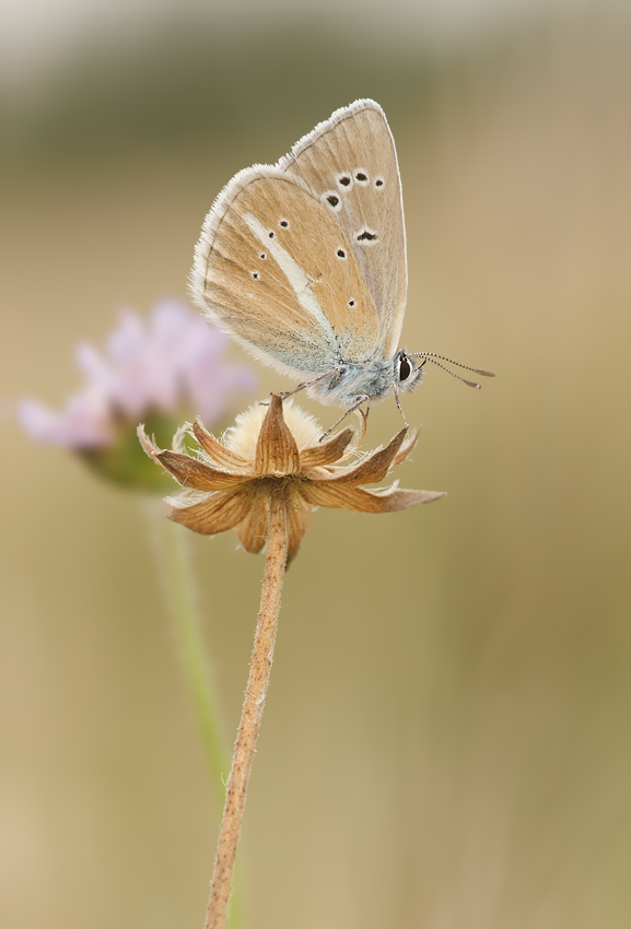 Polyommatus damon