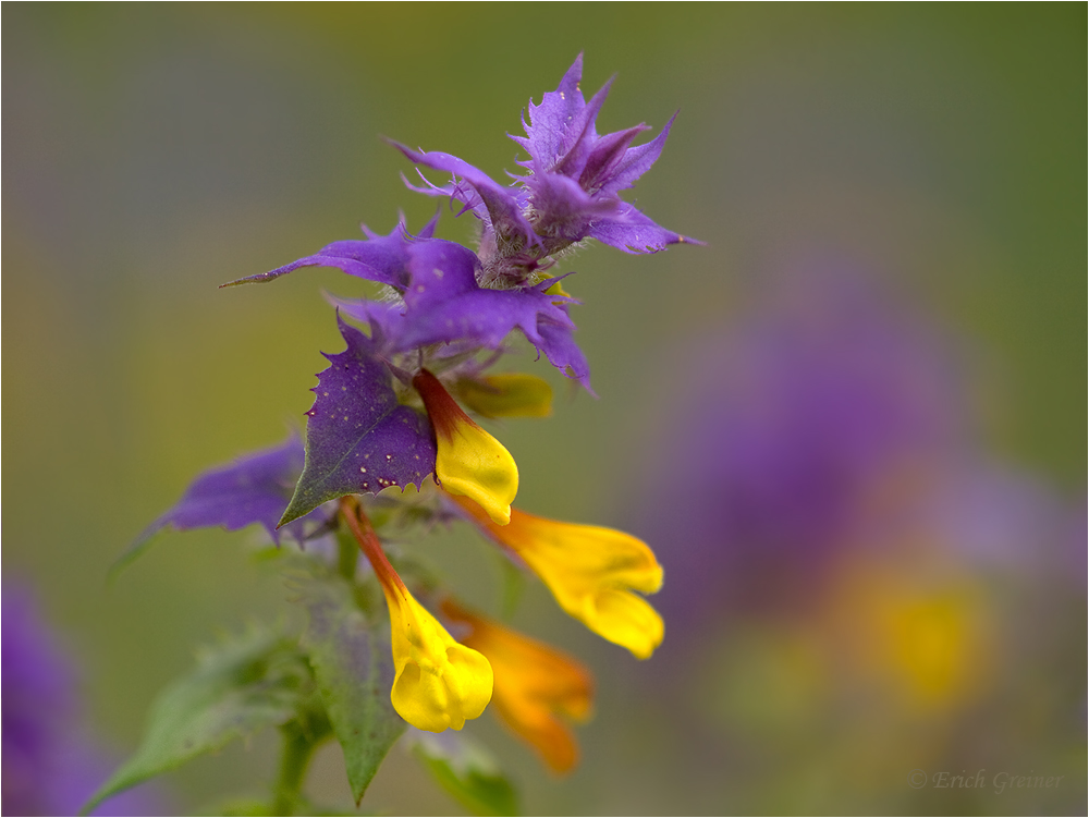 „Melampyrum nemorosum“