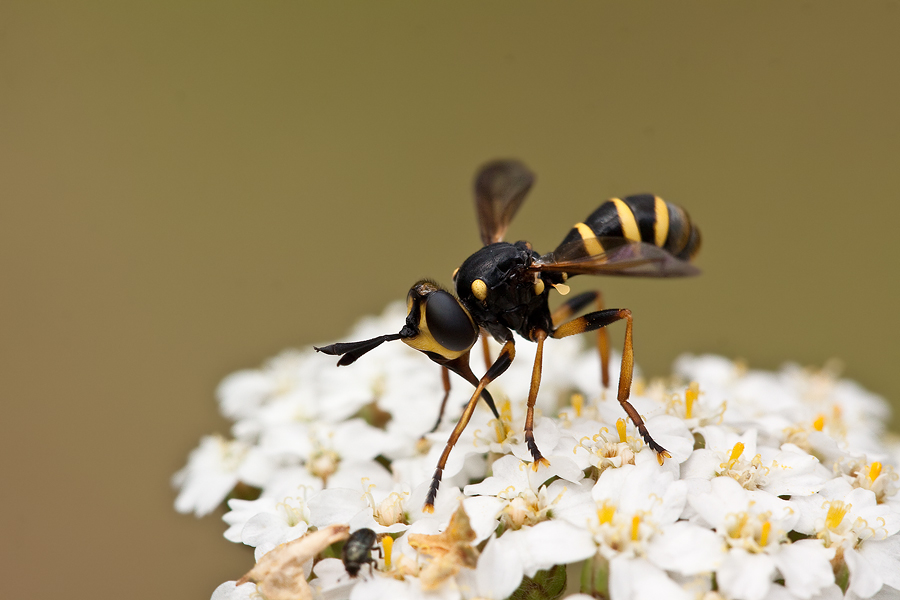 Dickkopffliege (Conops flavipes)