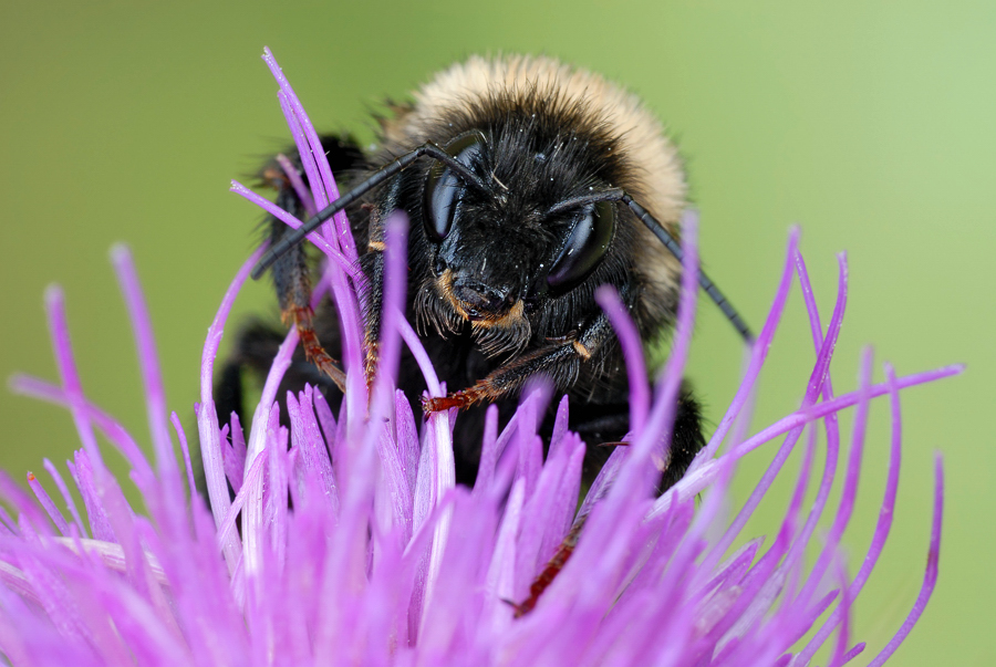 ~ Bombus ~