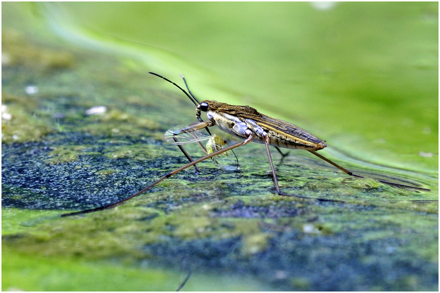 Wasserläufer