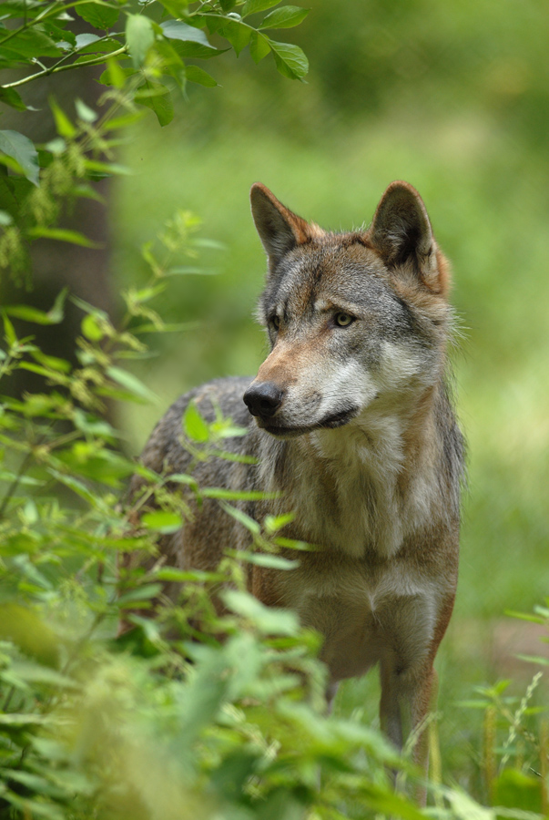 Der Wolf in Deutschland.... (Forum für Naturfotografen)