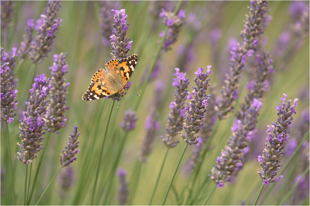 Im Lavendel...
