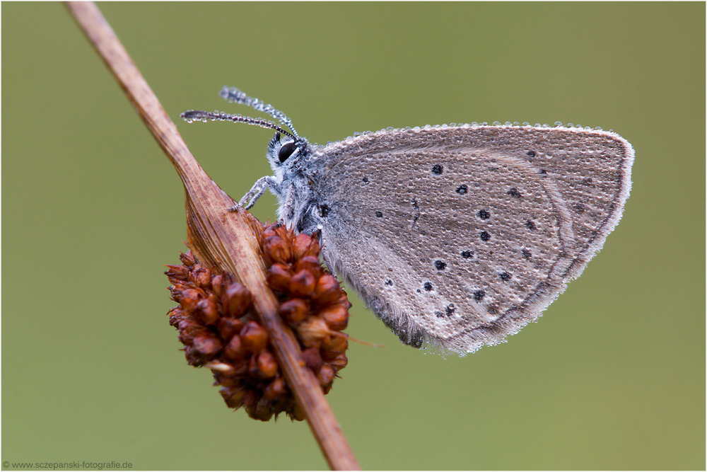 Heller Wiesenknopf-Ameisenbläuling (Maculinea teleius)