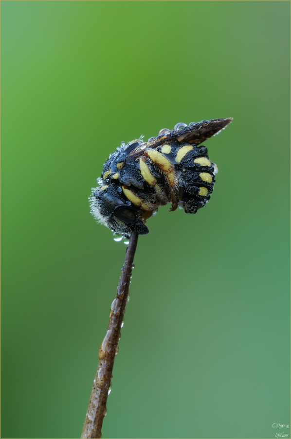 Anthidium strigatum