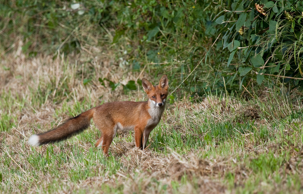 Überraschter Fuchs