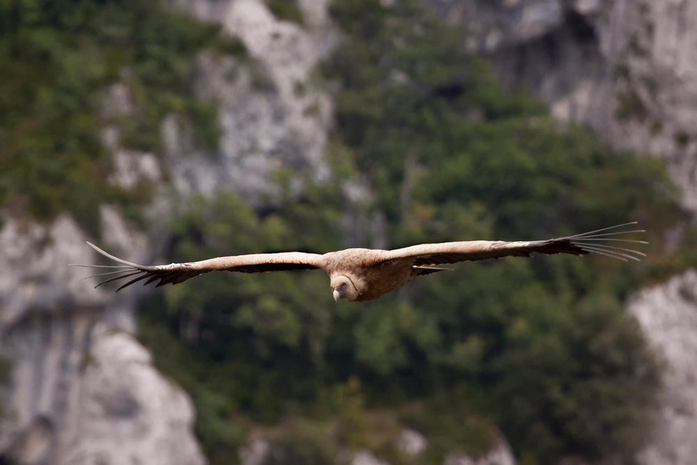 Gänsegeier (Gyps fulvus)