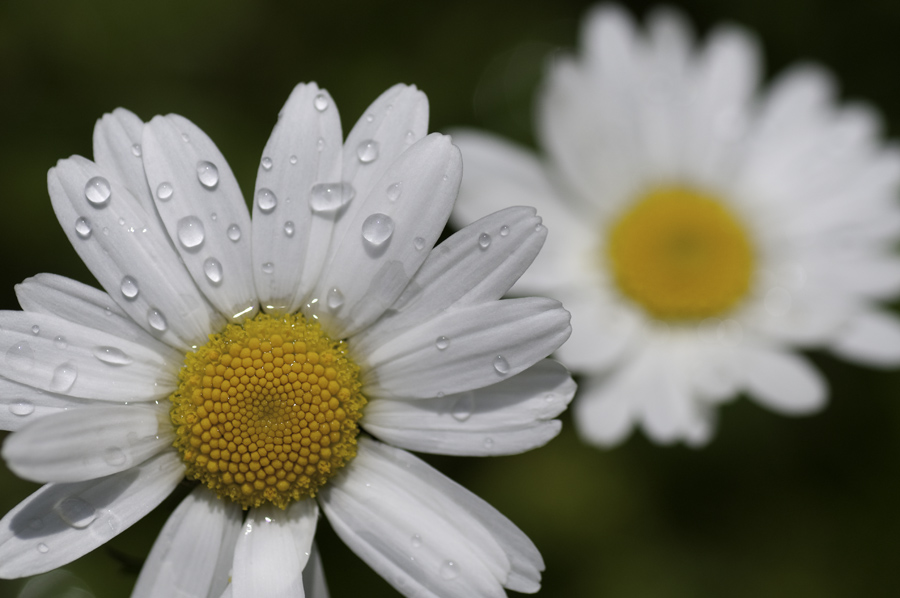 Nach dem Regen