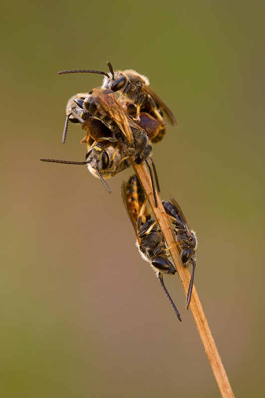 Bienenknäuel