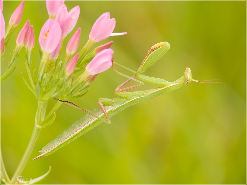 Gottesanbeterin an der Bergstraße (Mantis religiosa)