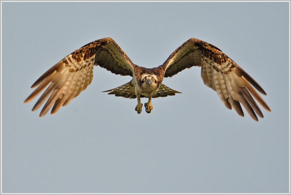 Fischadler (Pandion haliaetus)