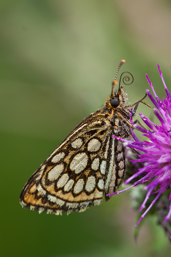 Spiegelfleck-Dickkopffalter (Heteropterus morpheus)