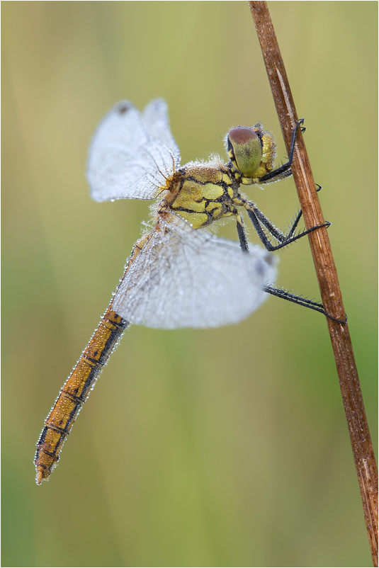 Blutrote Heidelibelle