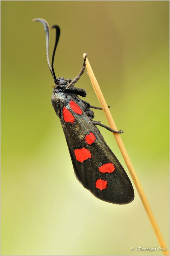 Erdeichel-Widderchen (Zygaena filipendulae)