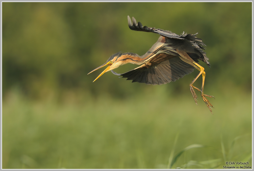 Purpurreiher (Ardea purpurea)