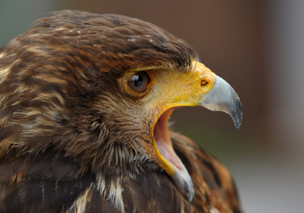 Wüstenbussard