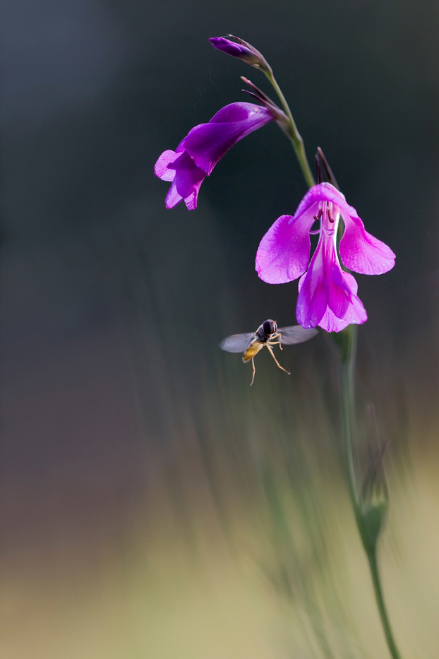 Sumpfgladiole
