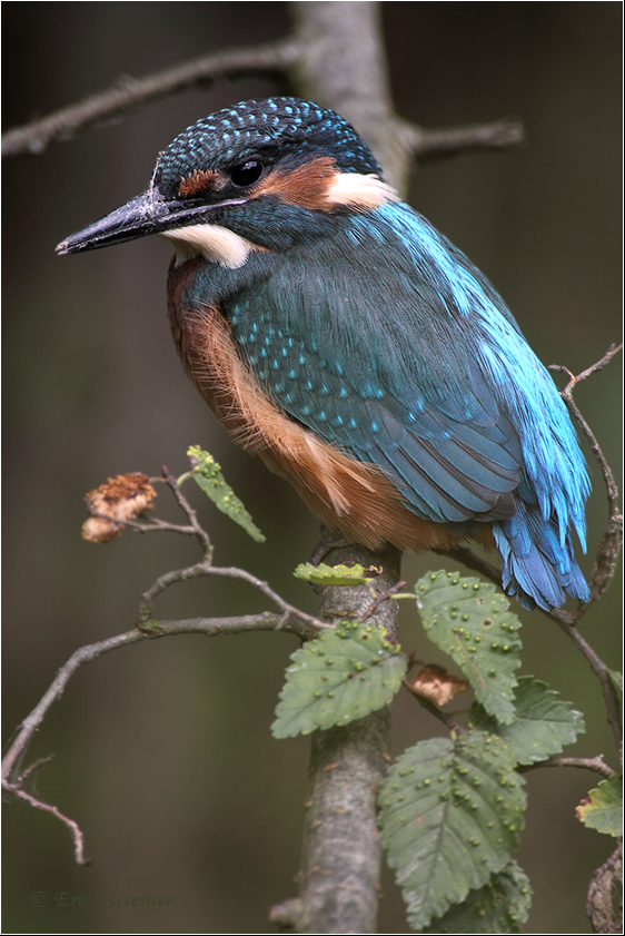 „Junger Eisvogel“