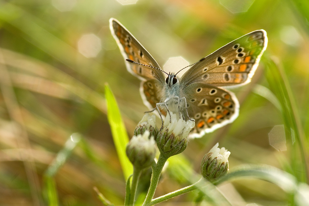 Blaüling im Gras