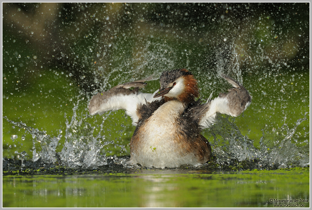 Haubentaucher (Podiceps cristatus)