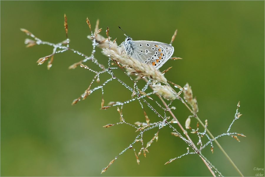 Little Wing /Polyommatus icarus