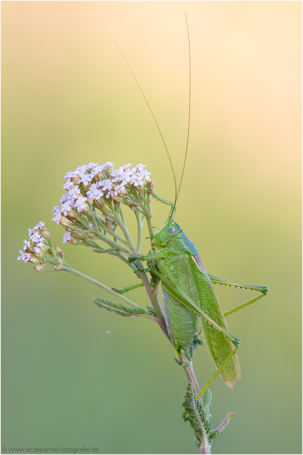Östliches Heupferd (Tettigonia caudata)