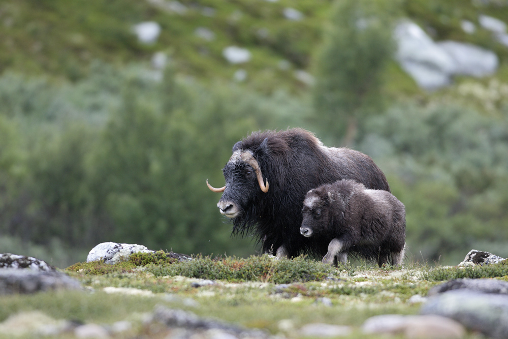 Moschusochse mit Kalb