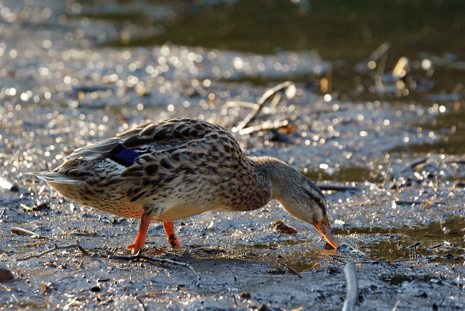 Ente im Abendlicht