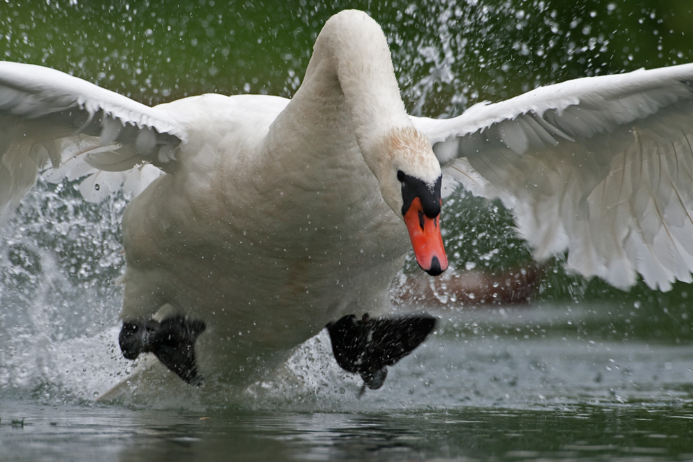 Höckerschwan