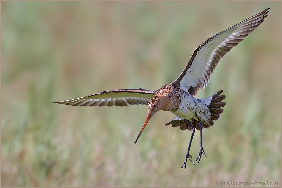 Limosa limosa