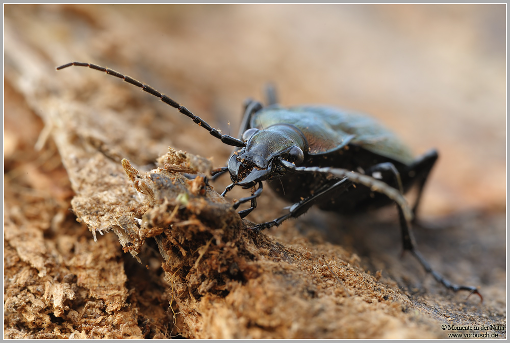 Gekörnter Laufkäfer (Carabus granulatus)