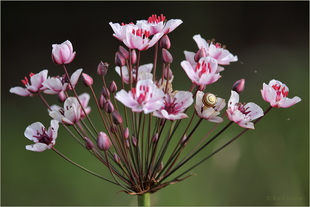 "Schwanenblume I"