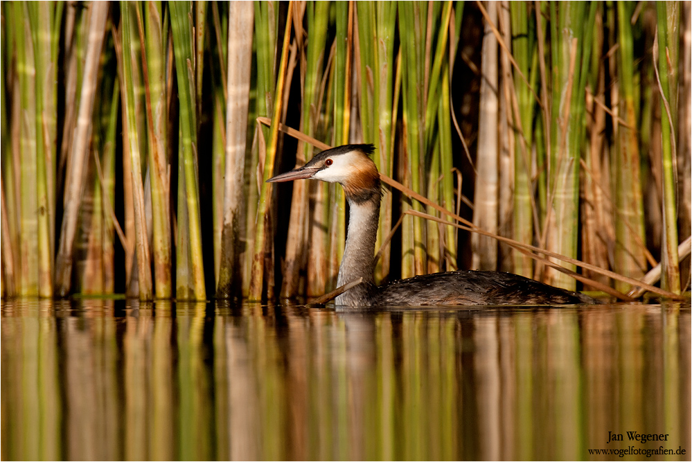 Haubentaucher (Podiceps cristatus)