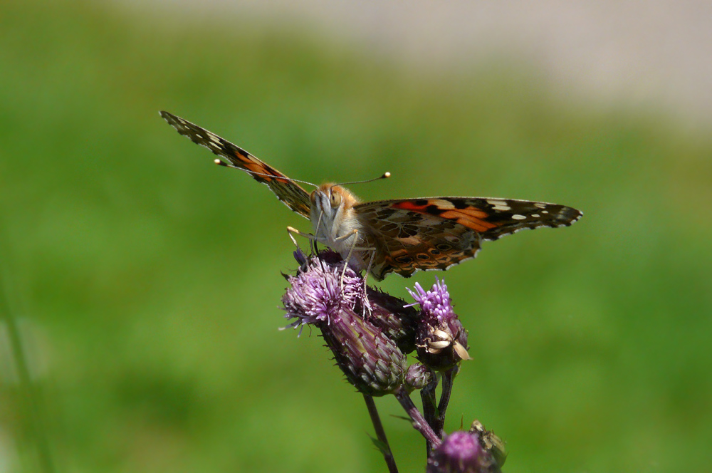 Invasion der Distelfalter