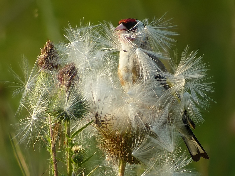 Distelfink beim "Distel-Fleddern"