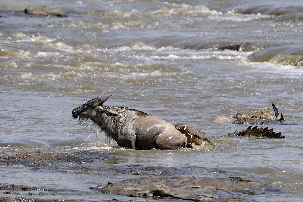 Angriff beim Mara River Crossing