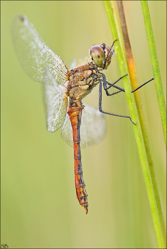 Blutrote Heidelibelle