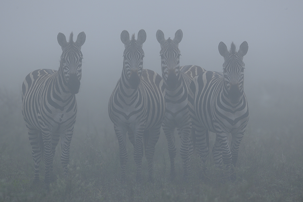 Steppenzebras im Morgennebel