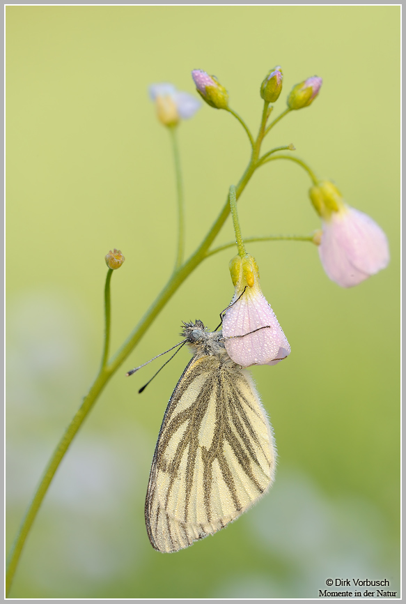 Grünaderweißling (Pieris napi)