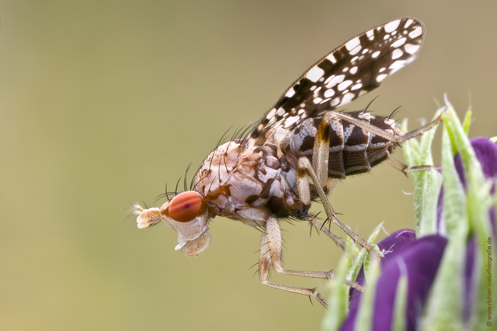 Gepunktete Hornfliege