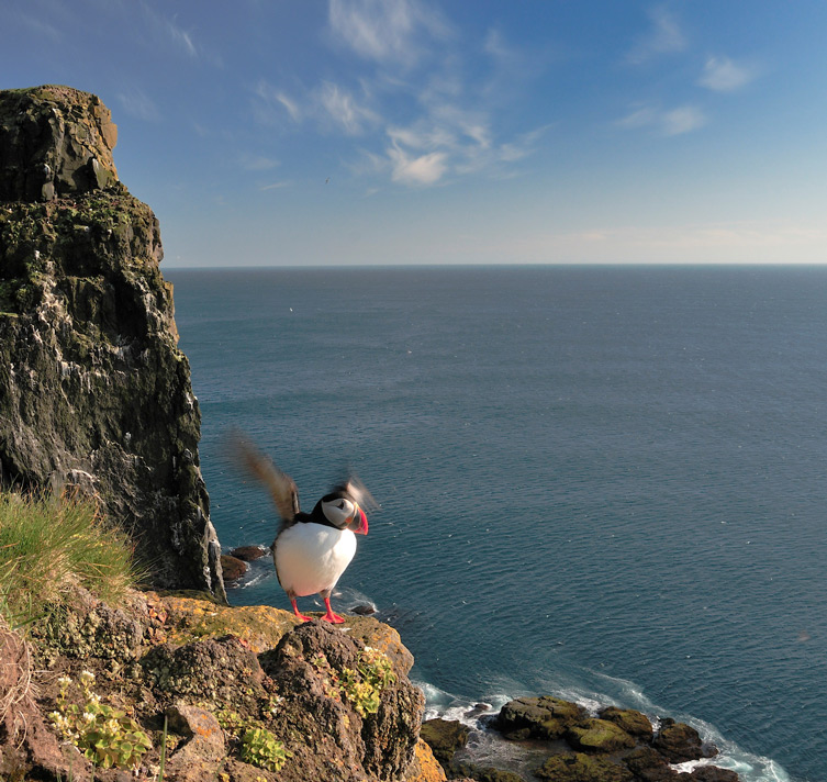 Papageitaucher am Latrabjarg
