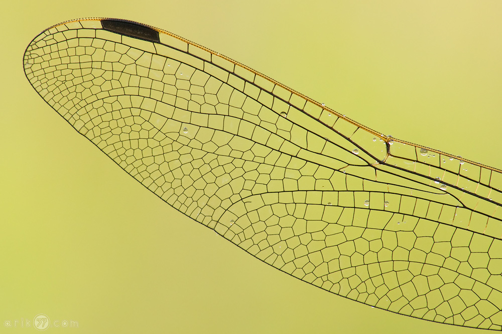Libellenflügel im Detail
