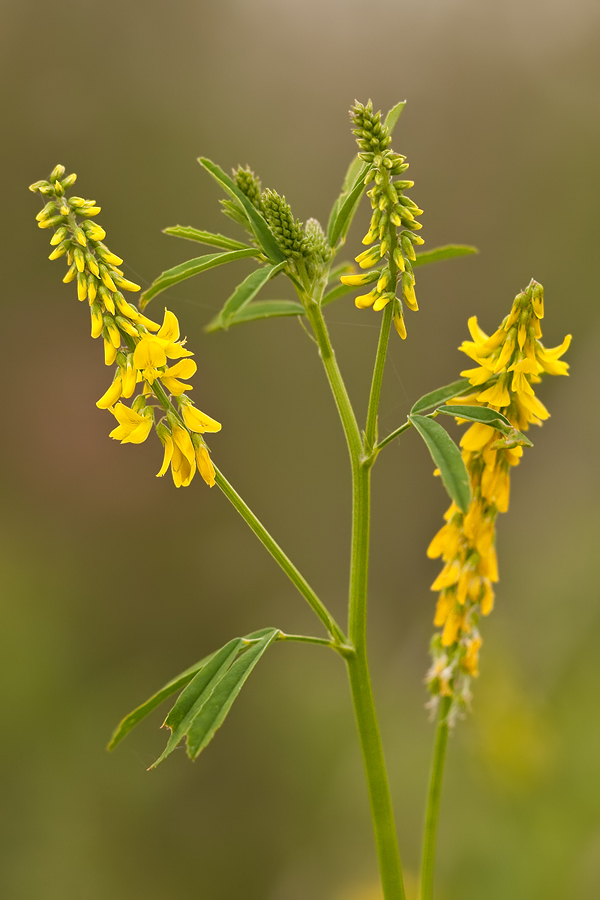 Gelber Steinklee (Melilotus officinalis)