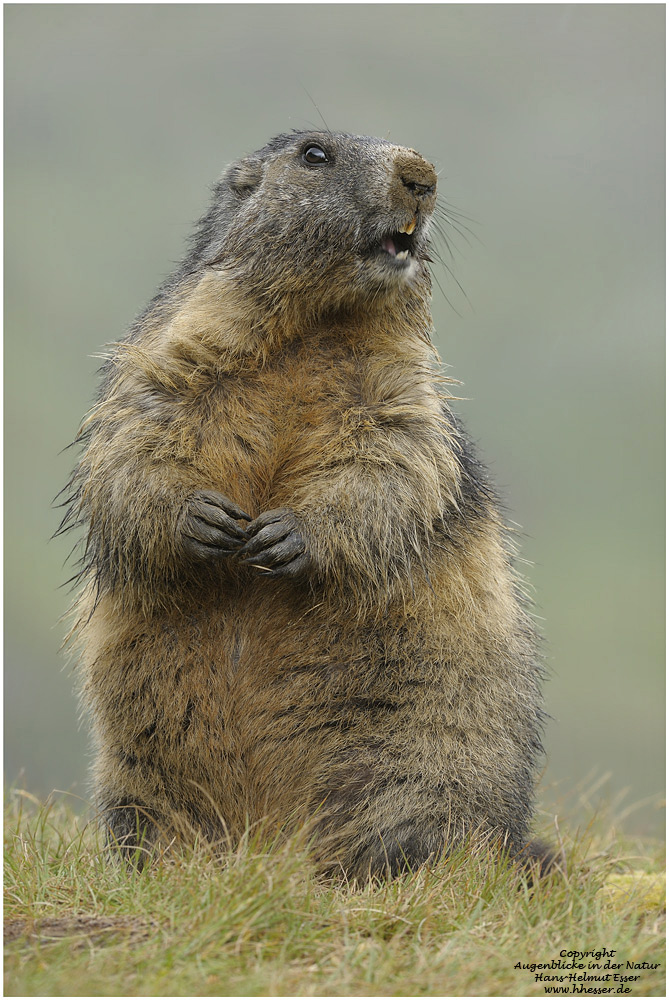 Murmeltier (Marmota marmota) (Forum für Naturfotografen)