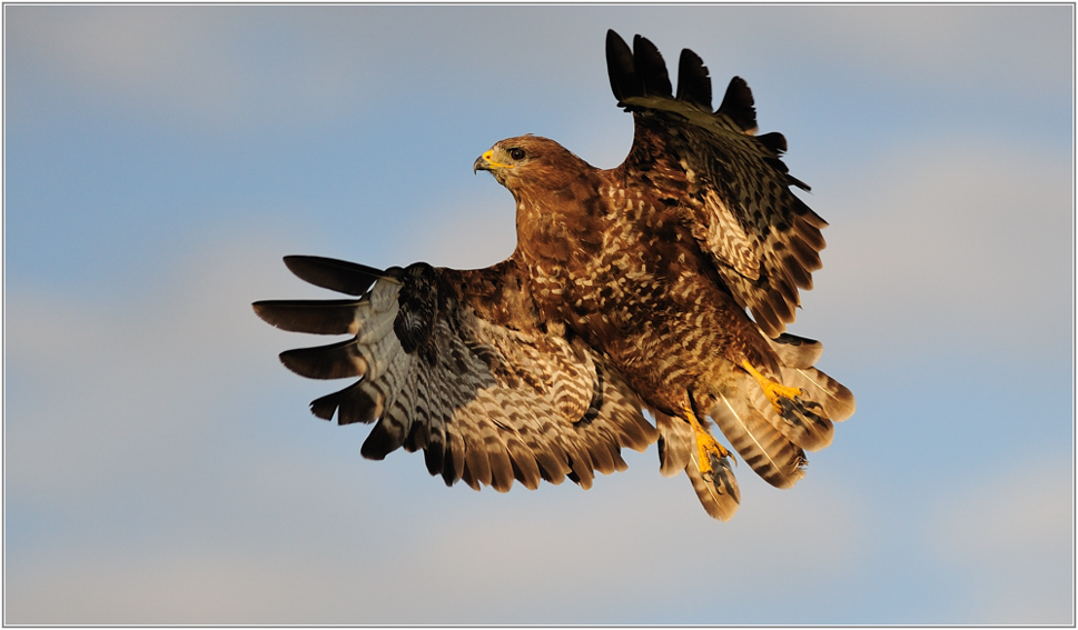 Mäusebussard ( Buteo buteo)