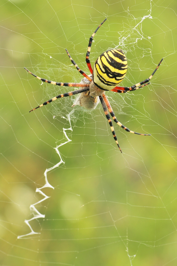 Argiope Bruennichi