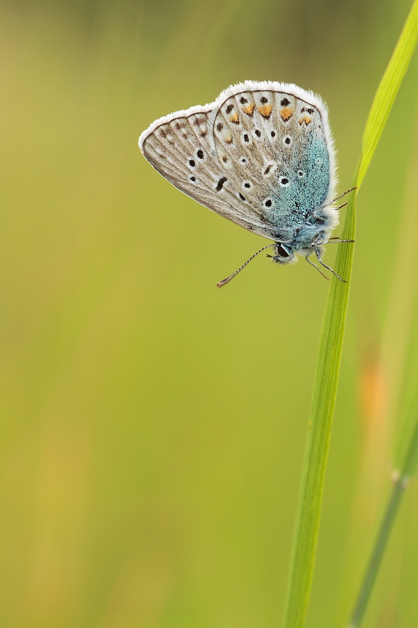 Polyommatus Icarus