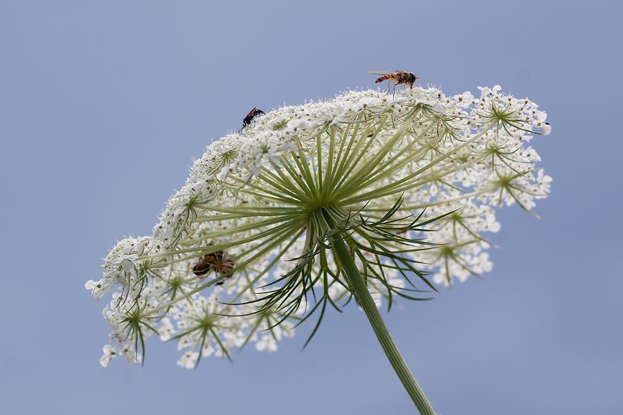 Blütenstand der Wilden Möhre (Daucus carota subsp. carota)