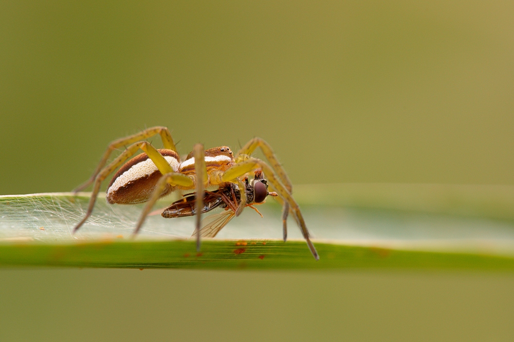 Gerandete Jagdspinne